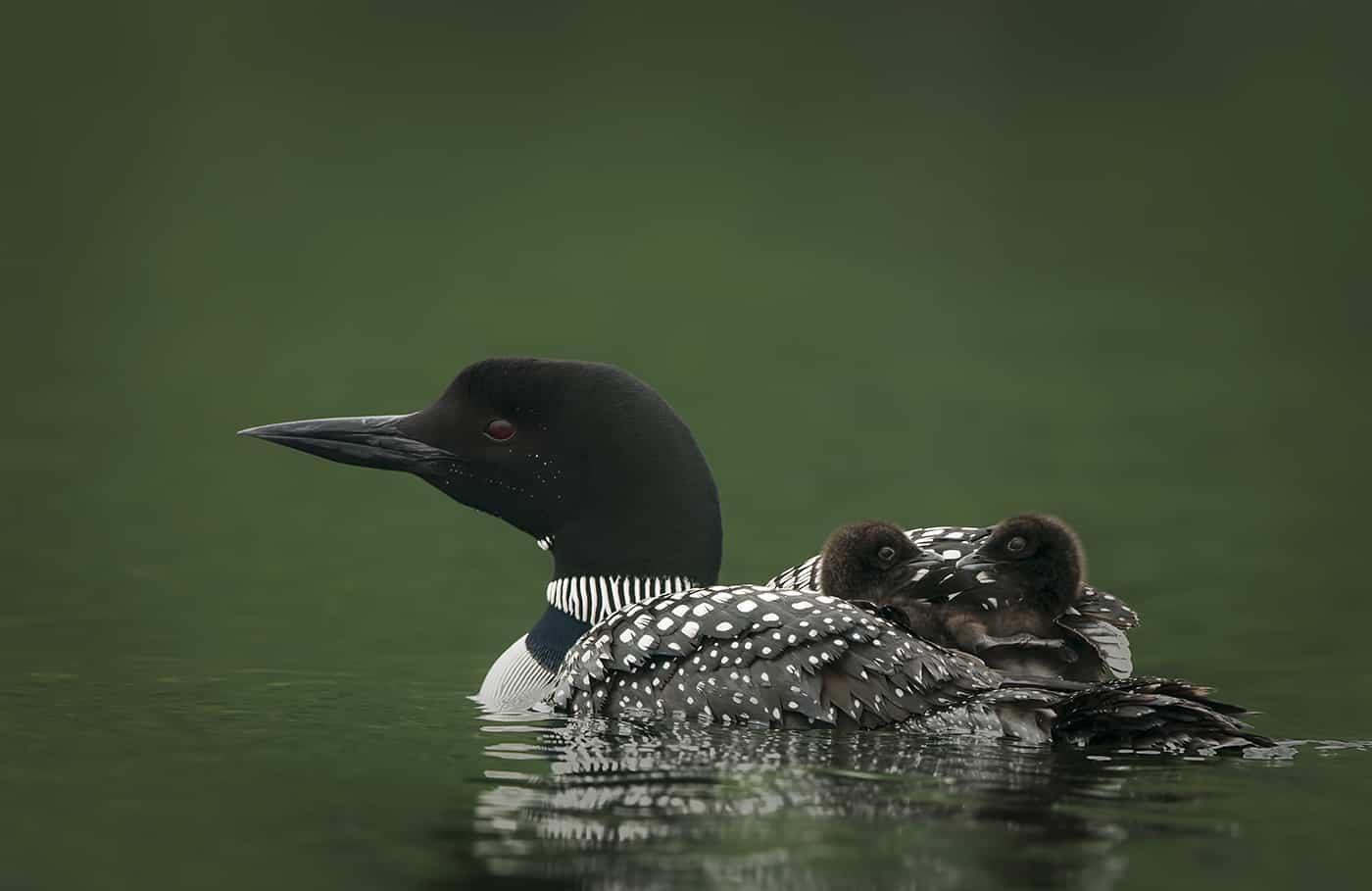 Loon Chicks Hitchin' A Ride