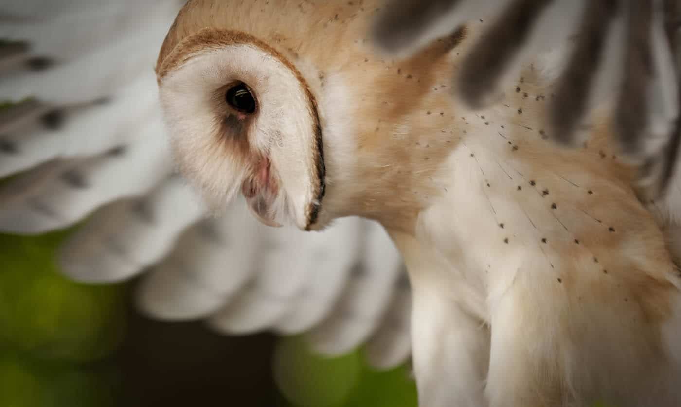 Barn Owl