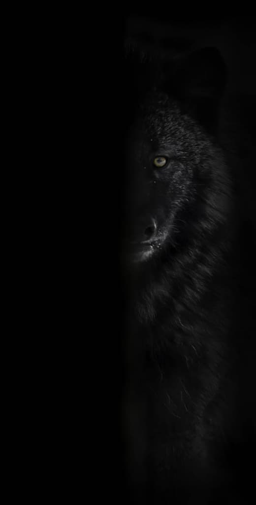 Black Wolf Behind Tree