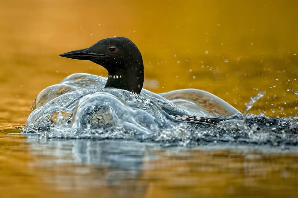 Bubbling Loon - Bill Maynard