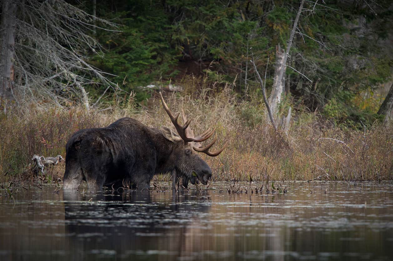 Bull Moose In The Marsh