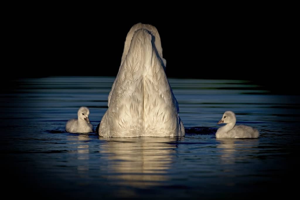 Cygnets