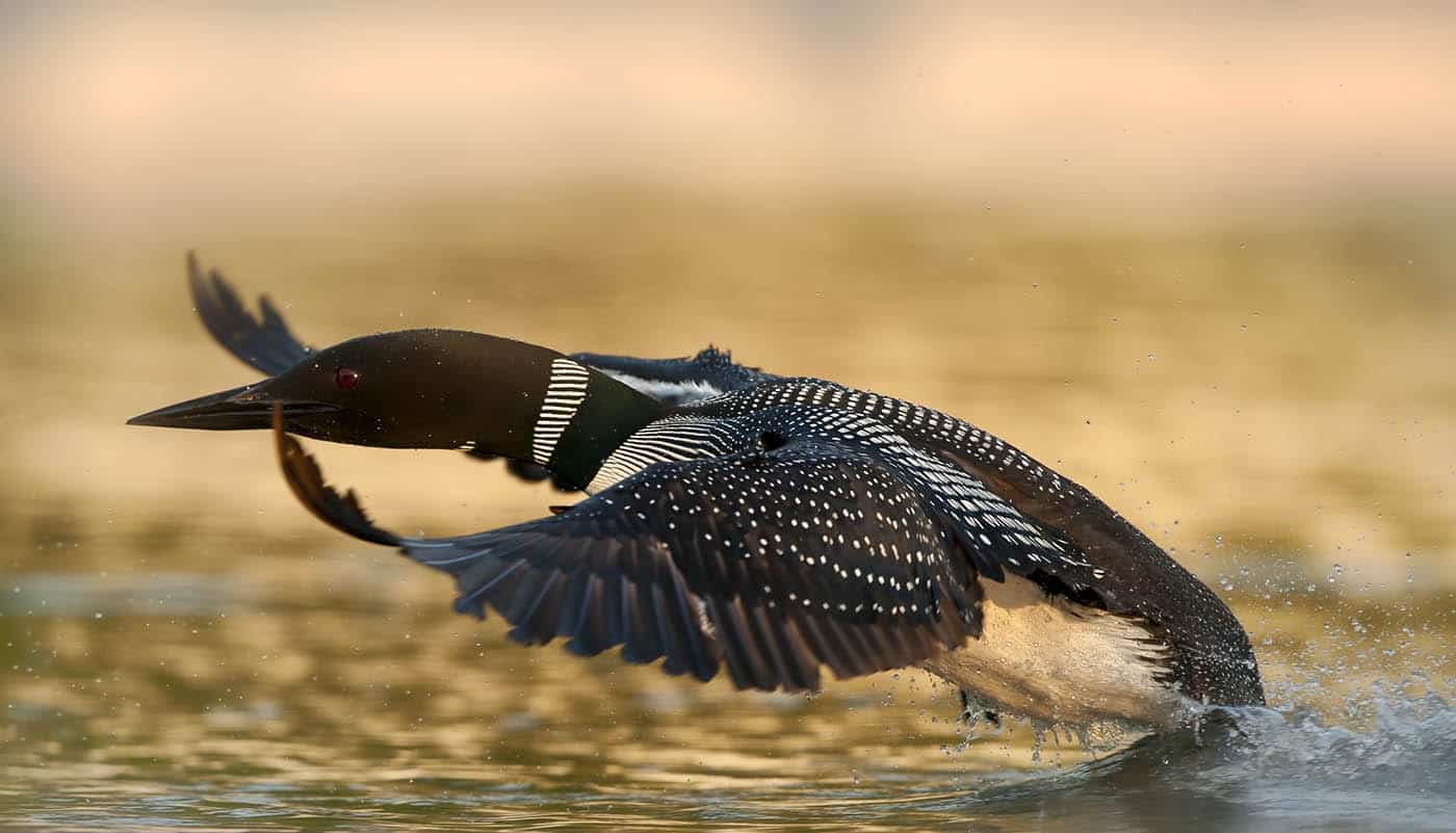 Loon fishing