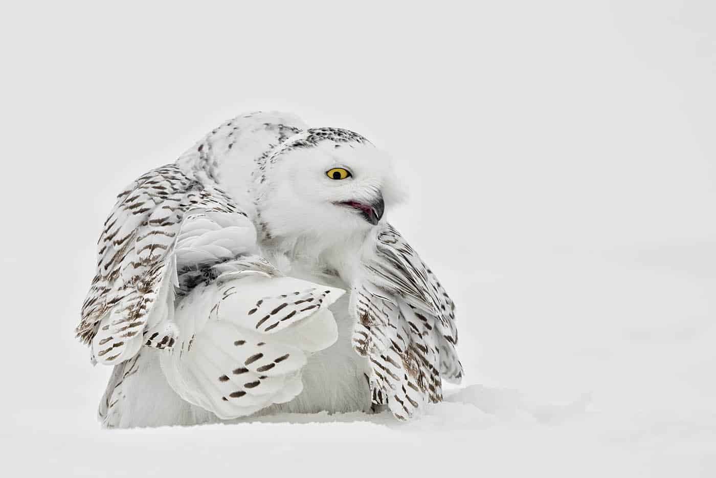 Snowy Owl Preening