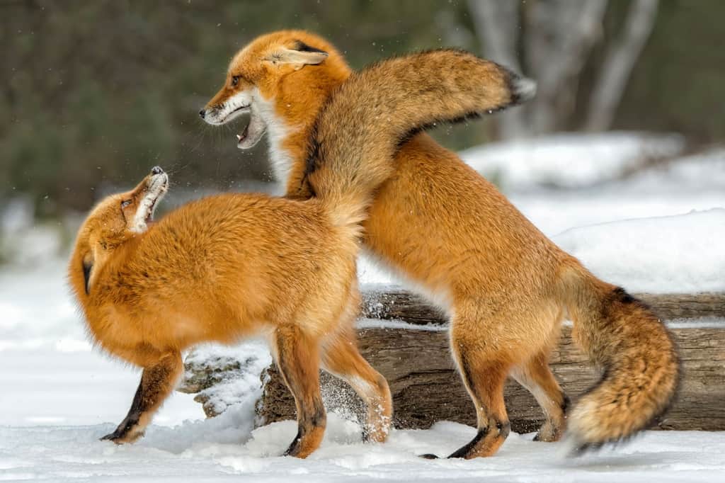 Red Fox at Play