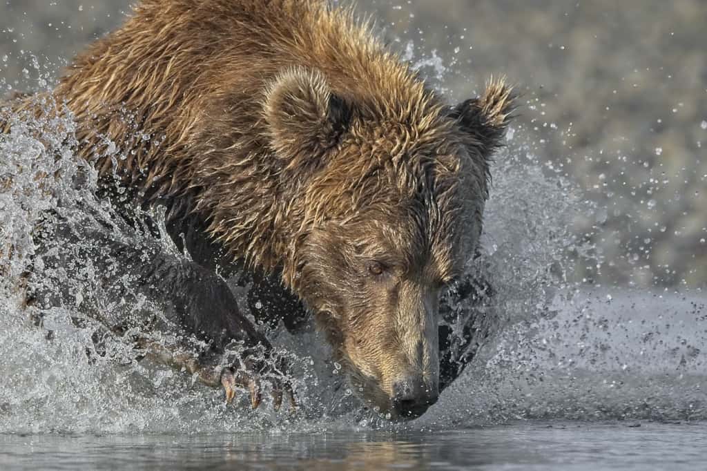 Grizzly Dive