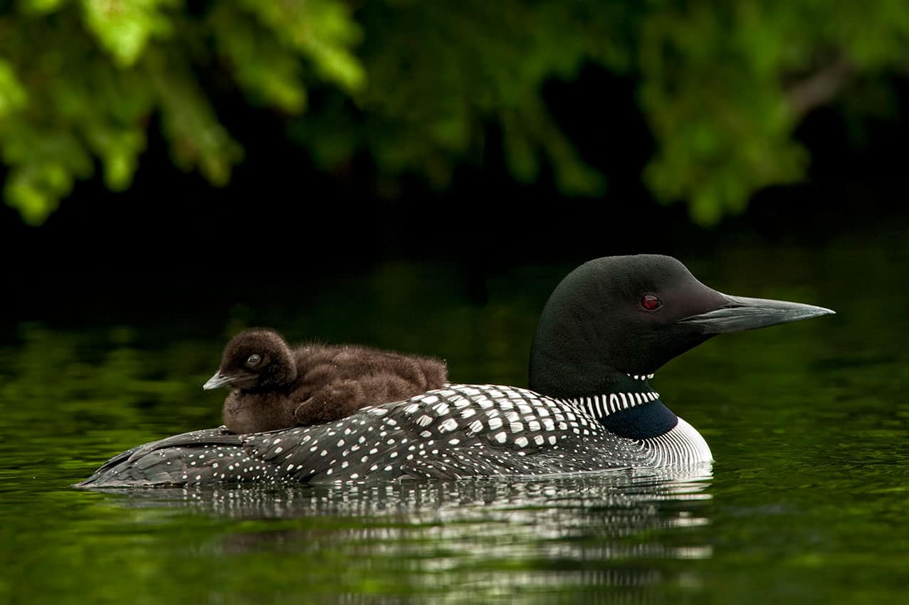 Common Loon with chick