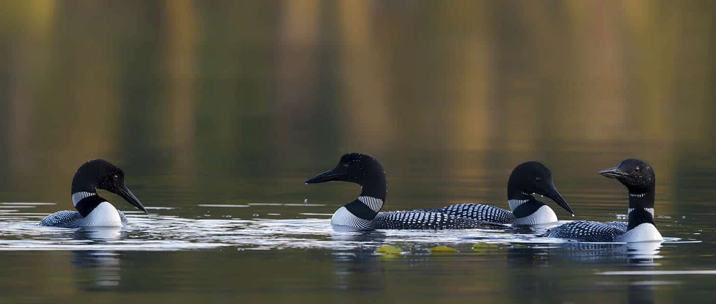 Common Loon gathering