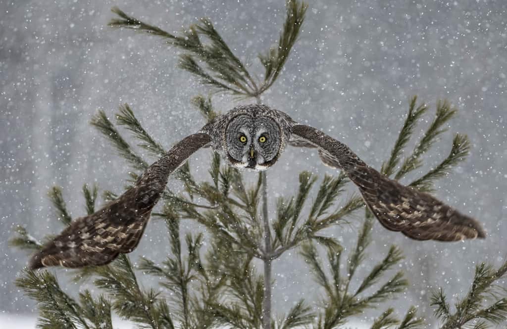 Great Grey Owl Launch