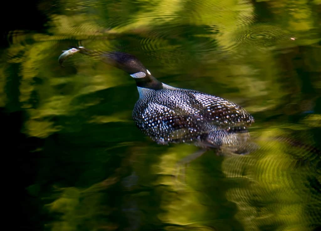 Underwater Loon