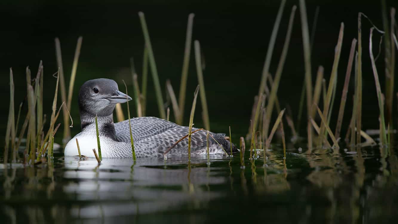 Juvenile Loon in Reeds