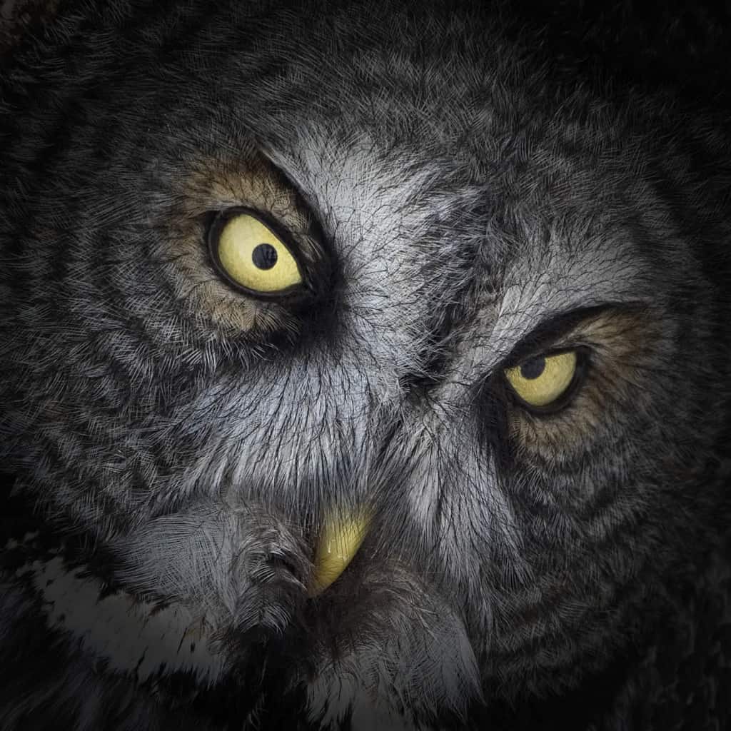 Great Grey Owl Stare Down