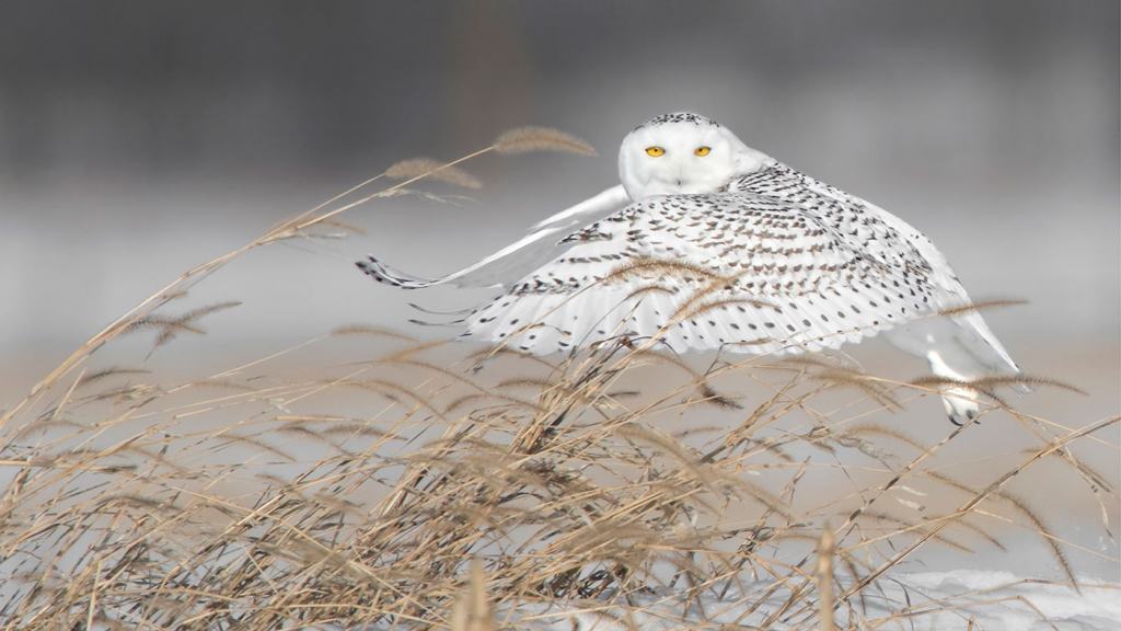 Snowy Owl on Plain