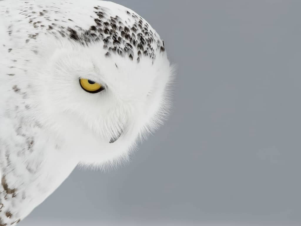 Snow Owl Stare