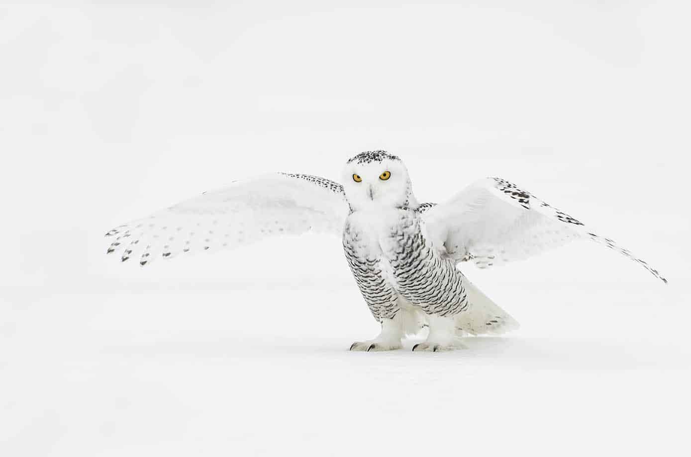 Snowy Owl Wings - Cool Wildlife