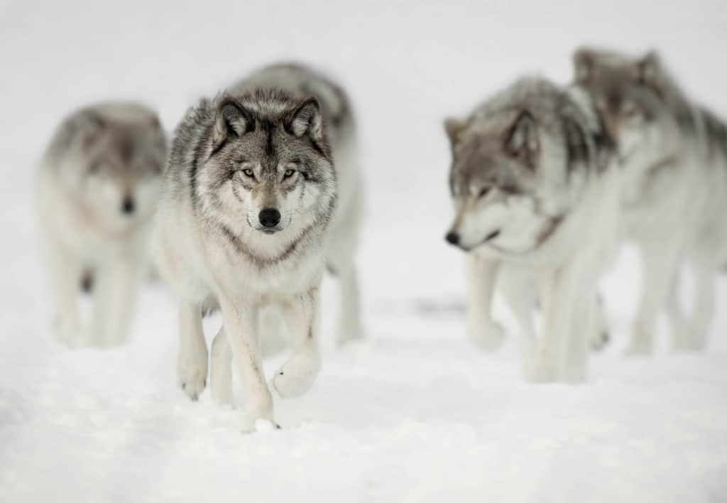 Wolf Pack