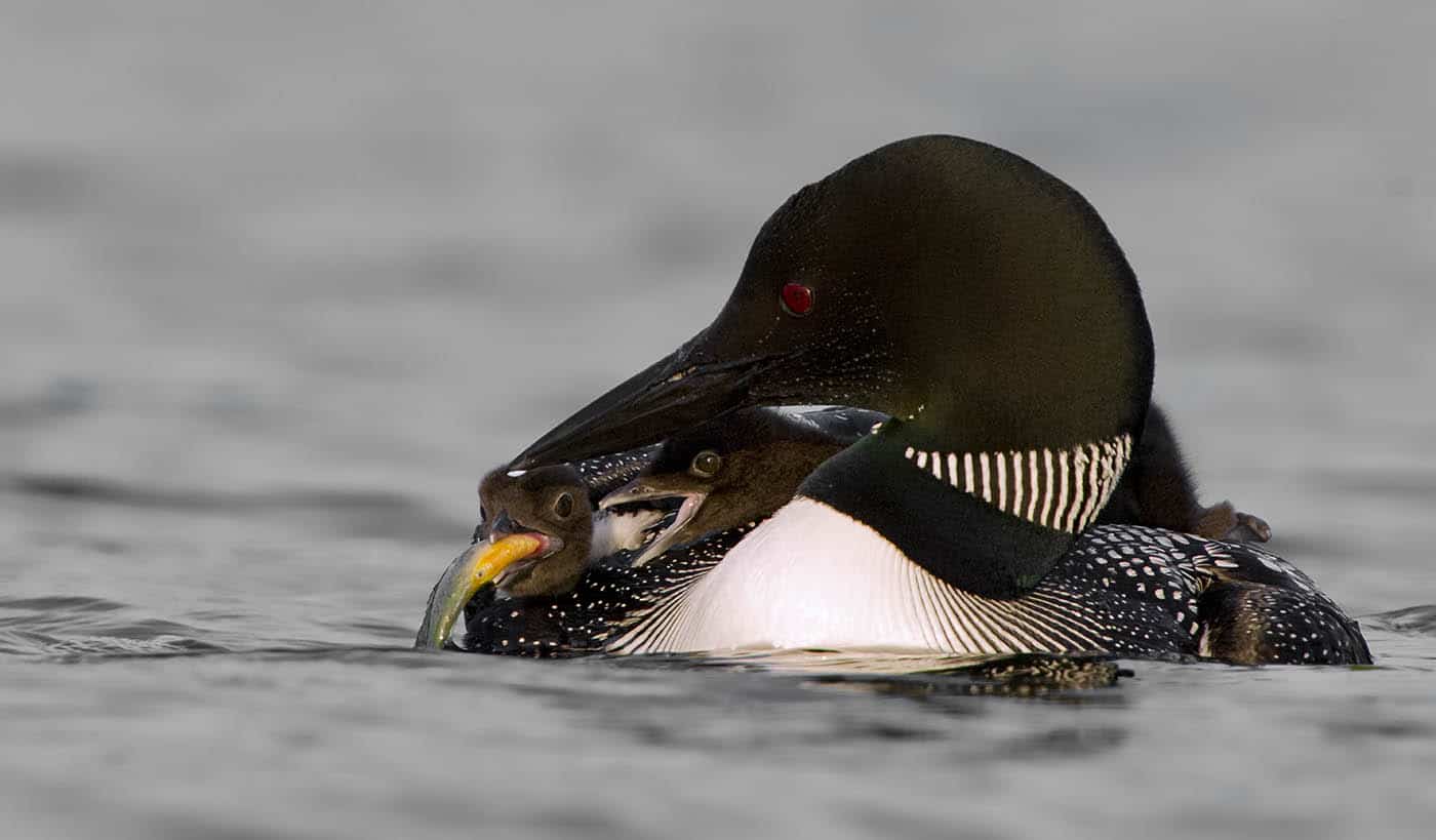 One Week Old Common Loon Chicks Compete For Fish