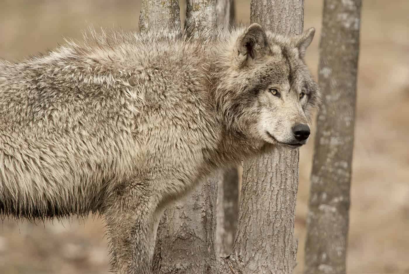 Adult Timber Wolf Pack At Play Cool Wildlife 