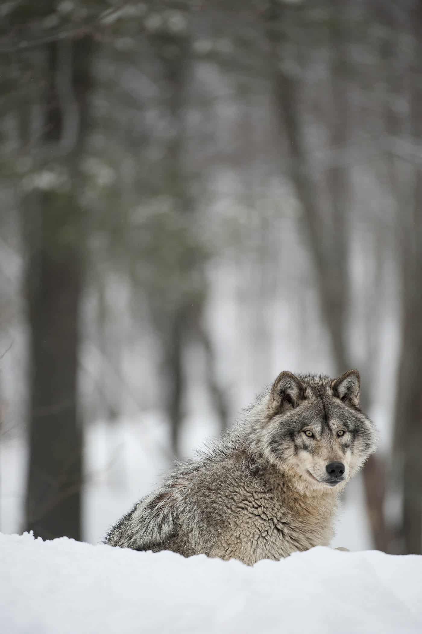 Wolf Peeking - Cool Wildlife