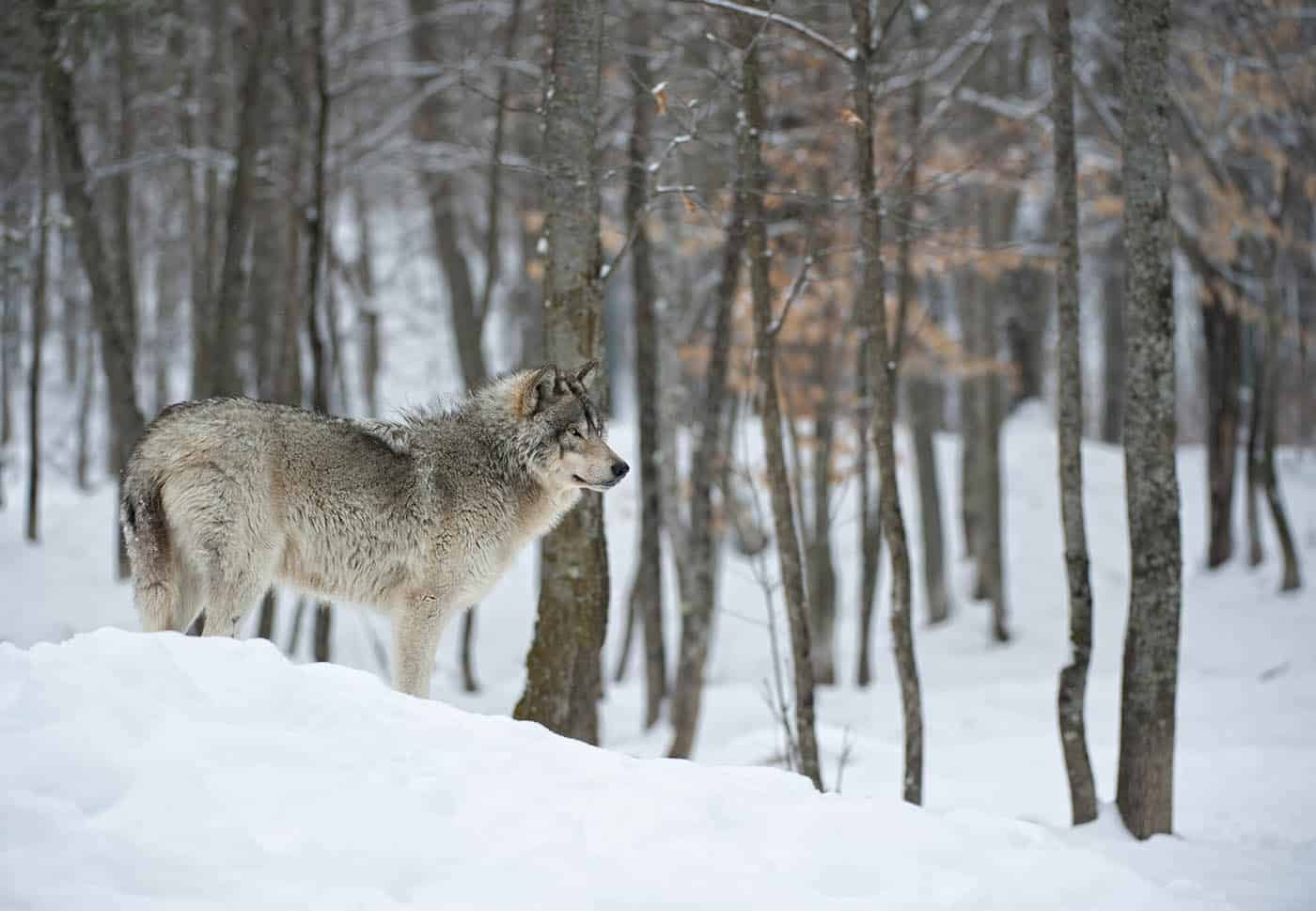 Wolf in the Snow