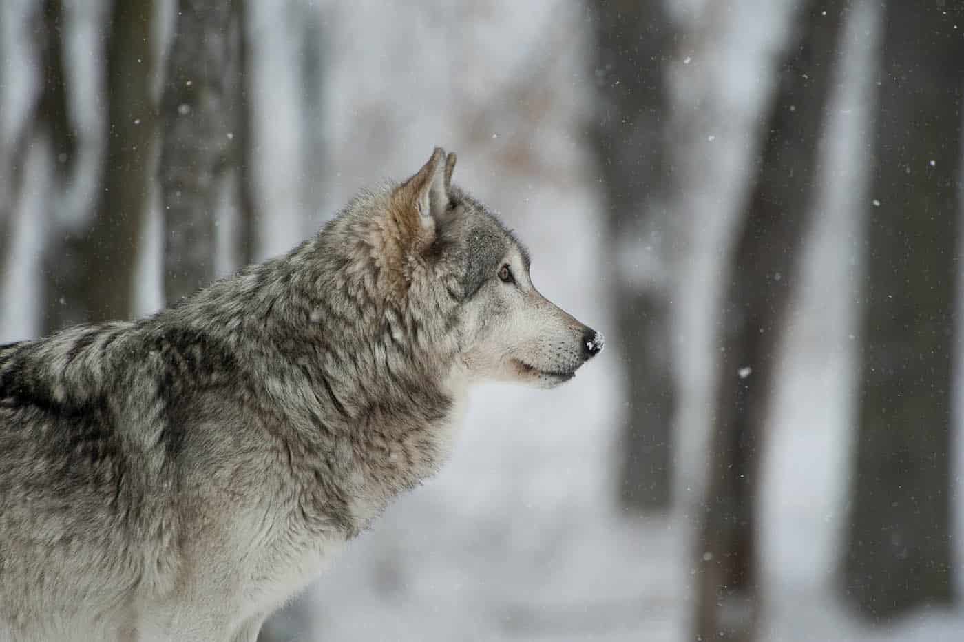 Wolf on Alert