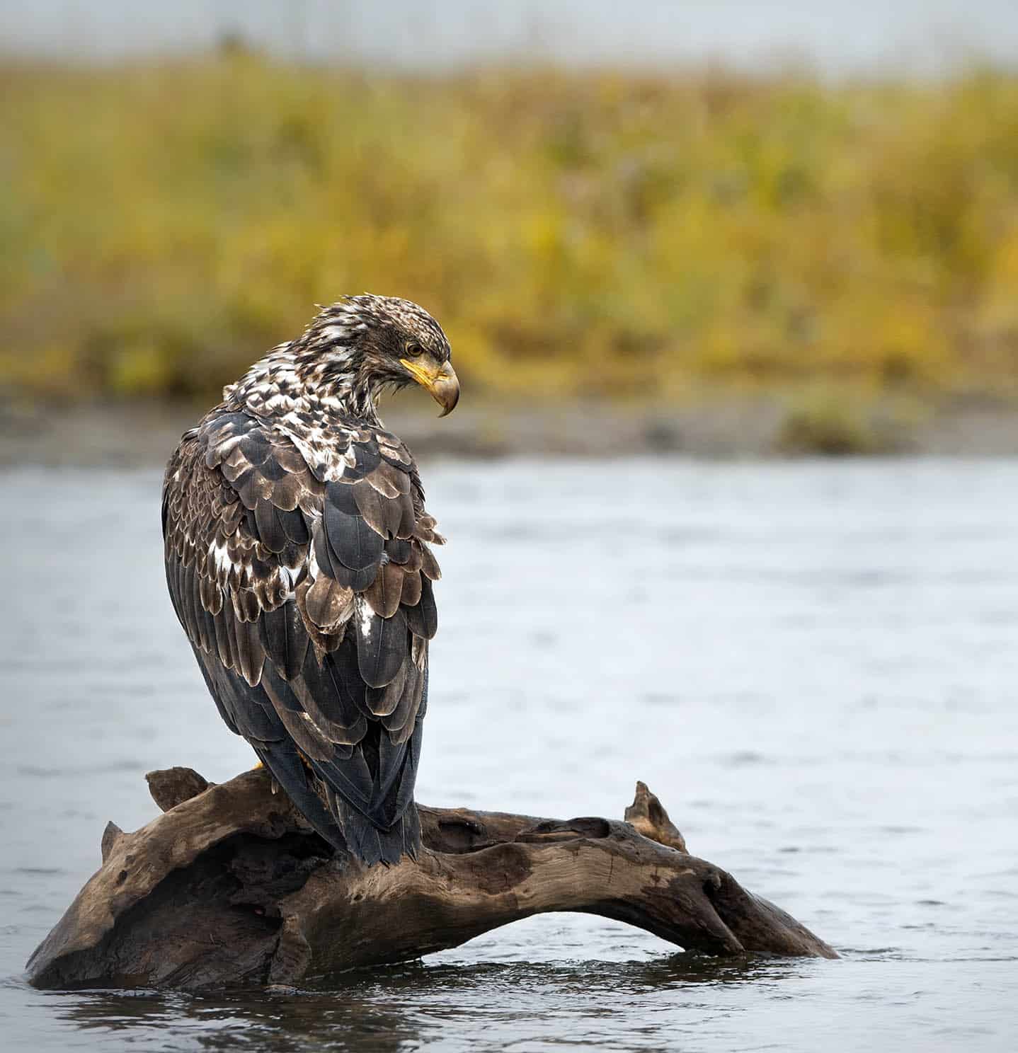 Juvenile Bald Eagle