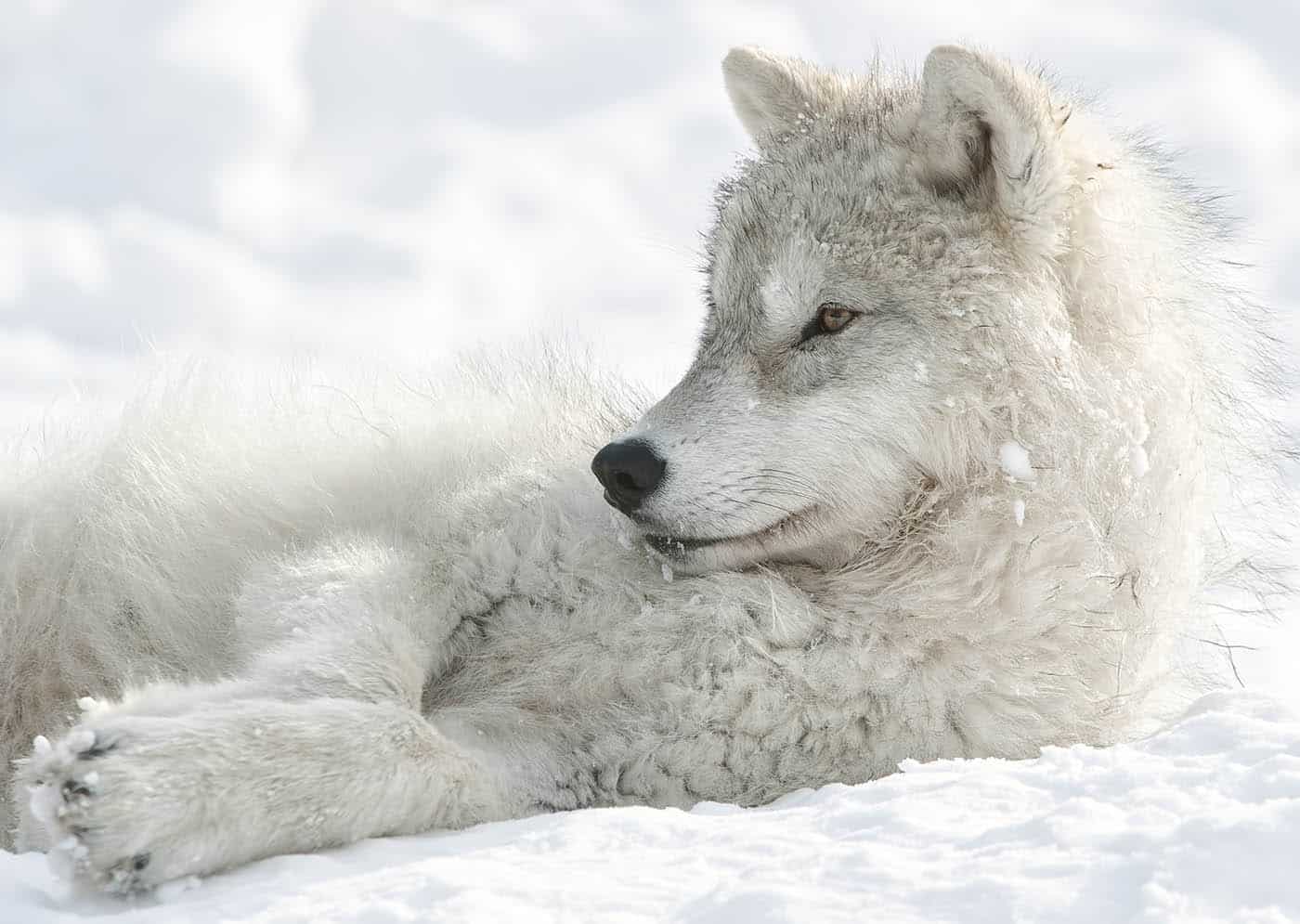 Arctic Wolf Pup in Winter Relaxing - Cool Wildlife