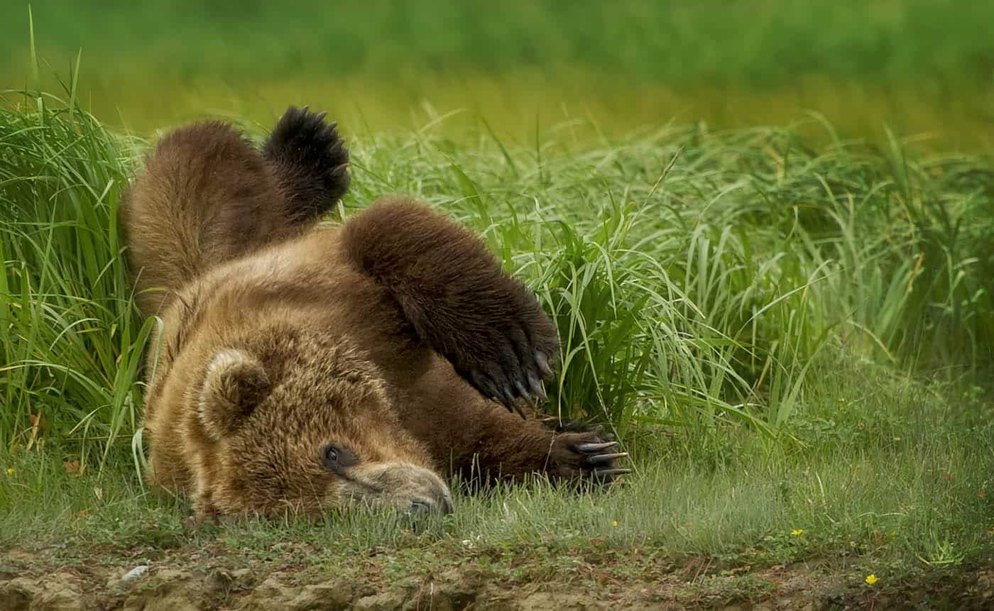 Rolling Brown Bear