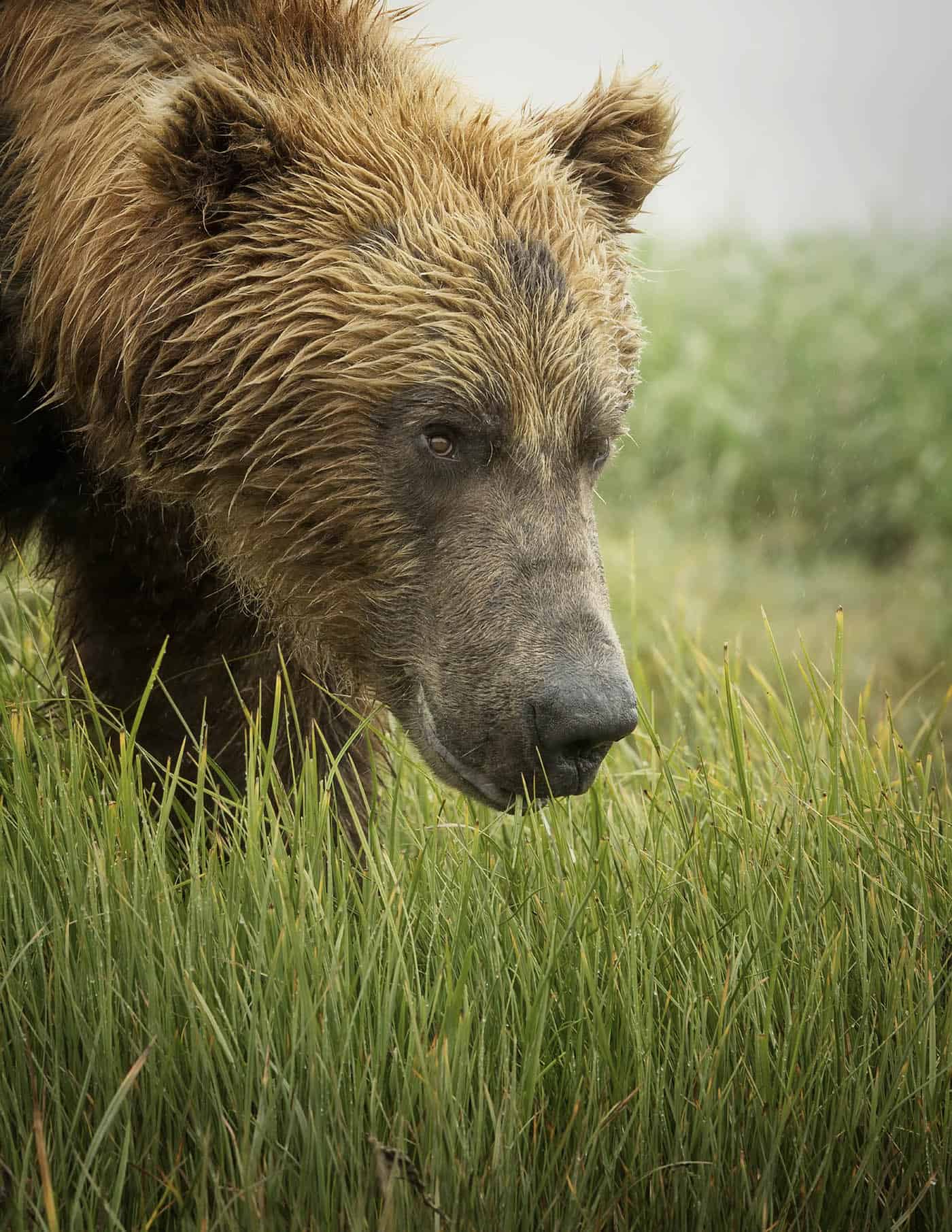 Grizzly Bear in Meadow