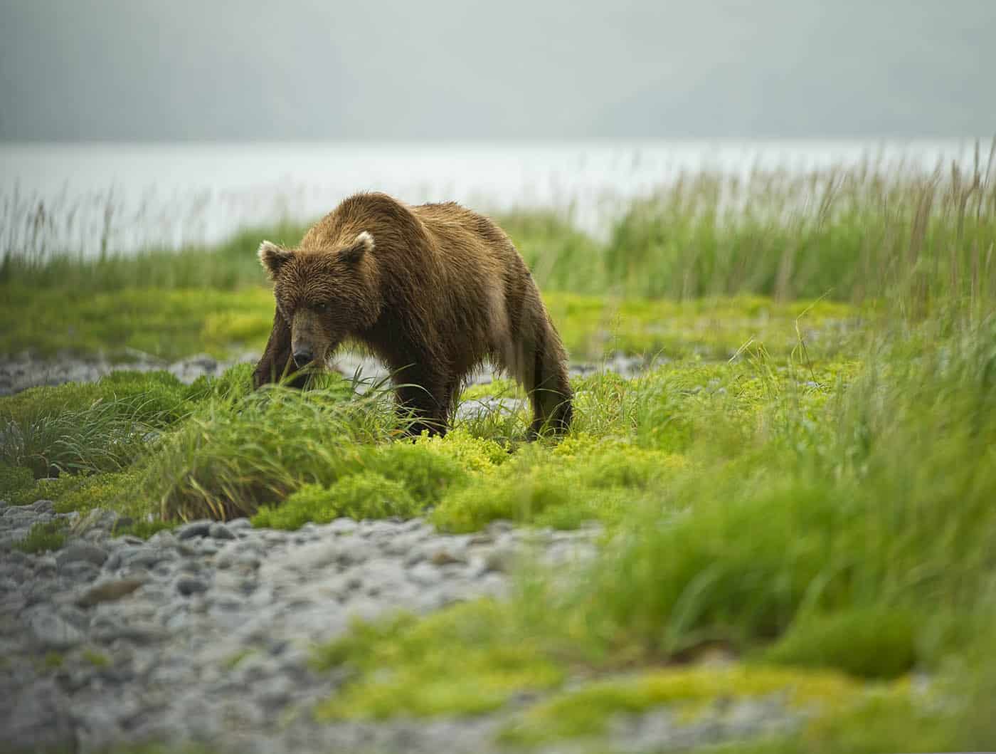 Bear in Field