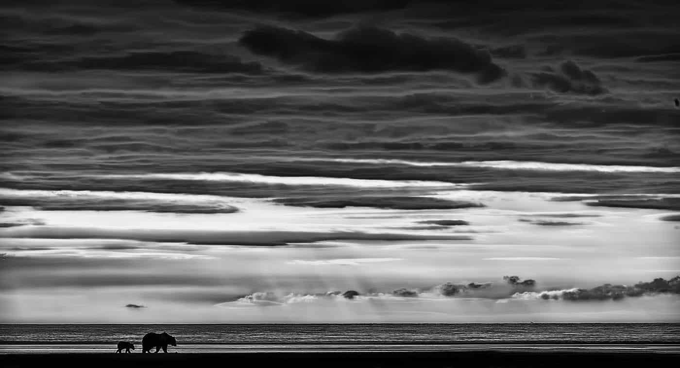 Mother and Cub on the Coast