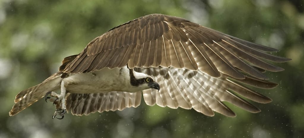 Birds of Prey Osprey