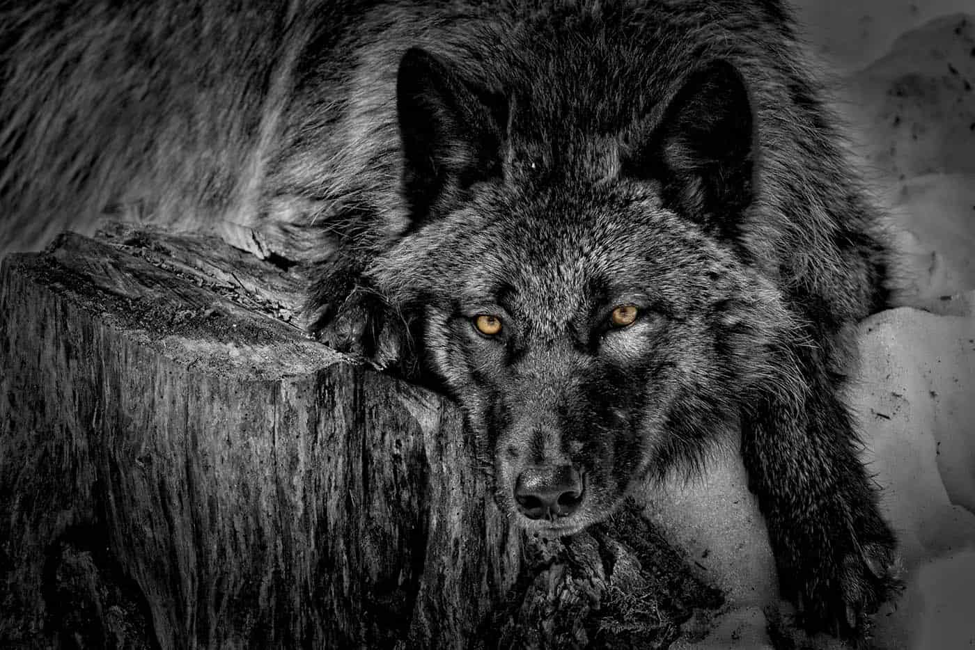 black wolf wallpaper hd