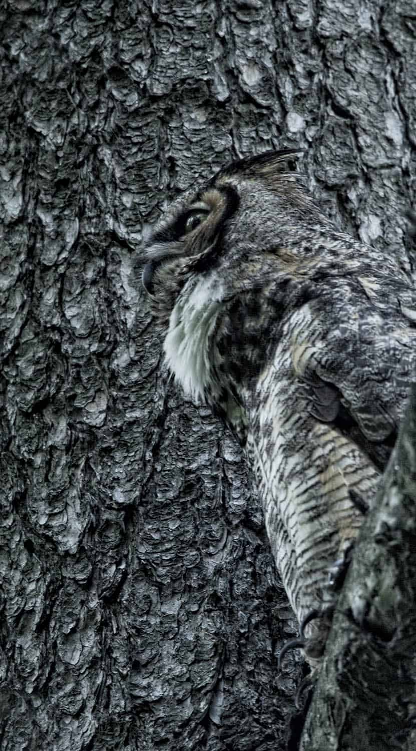 Great Horned Owl in Camo