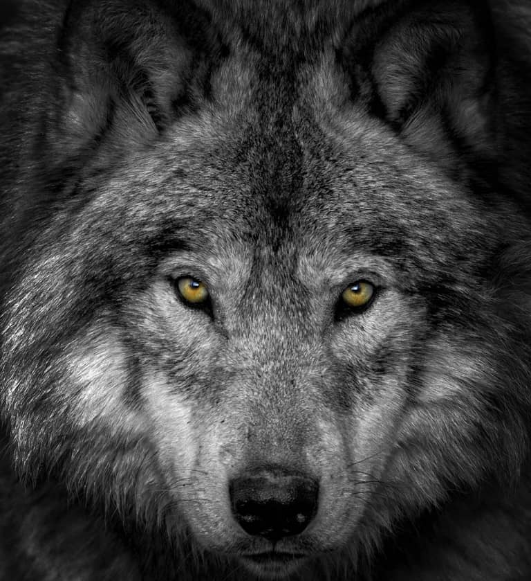 Close up Wolf - Cool Wildlife