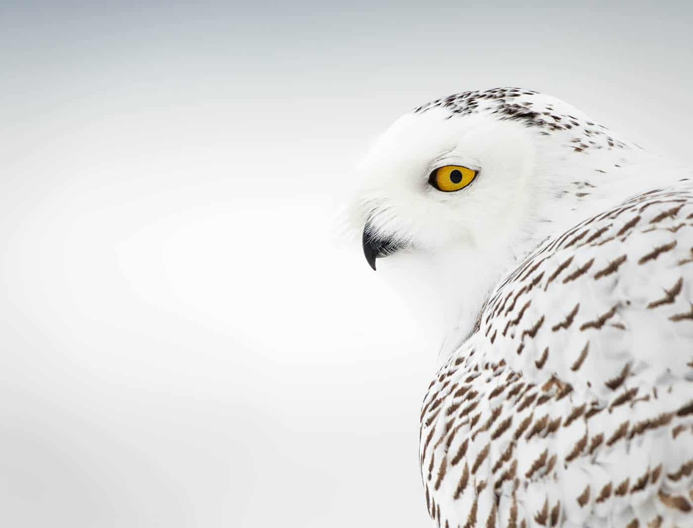 Snowy Owl Portrait