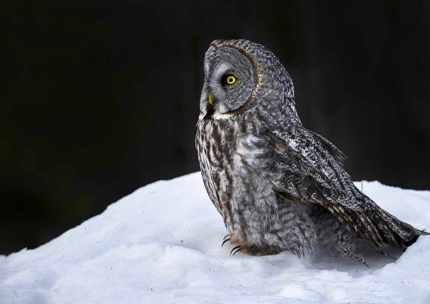 Great Grey Portrait