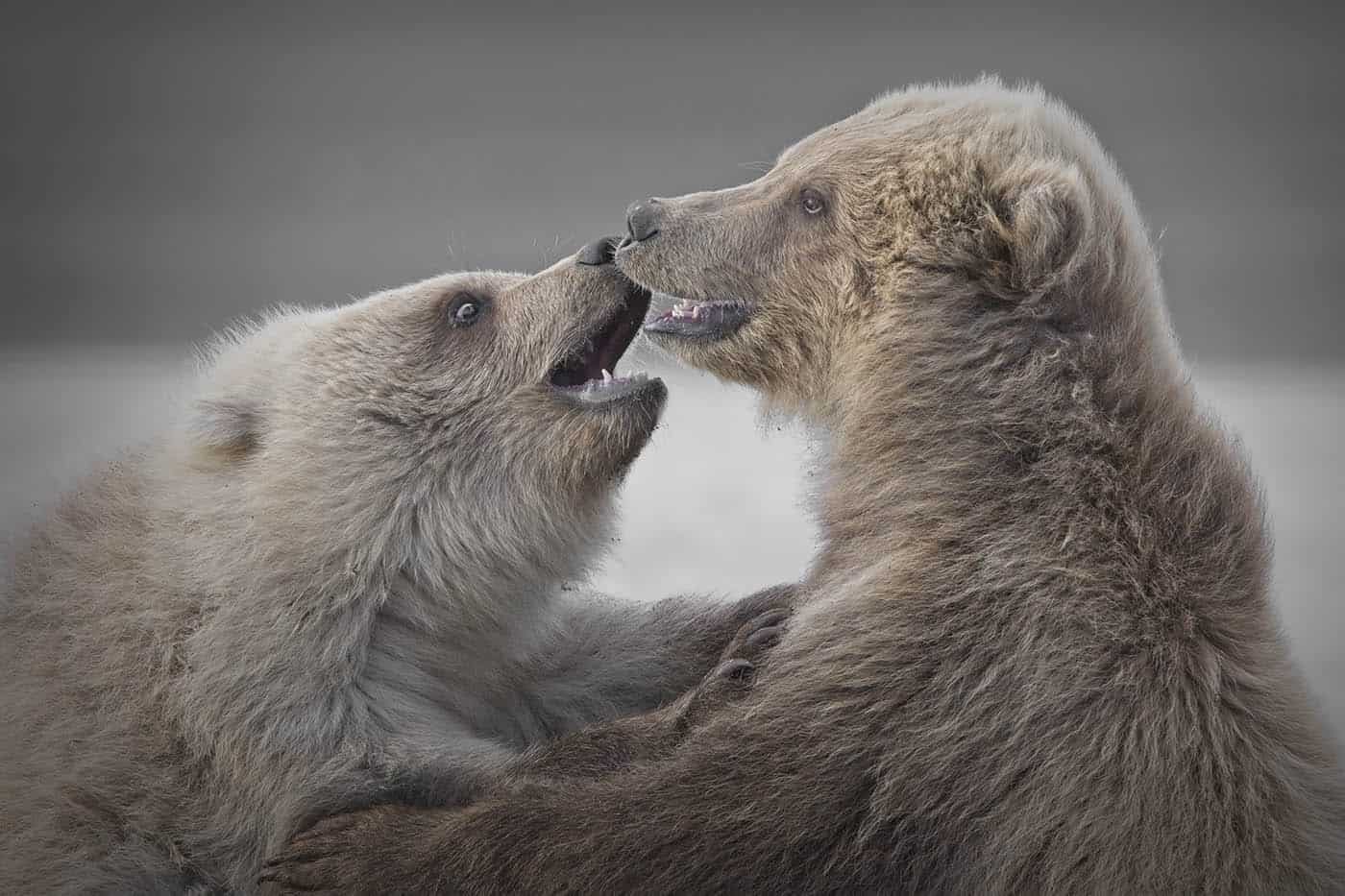 Grizzly Cubs Playing