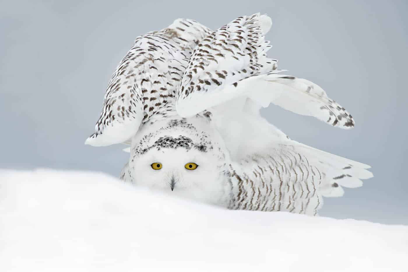 Snowy Owl Stretch