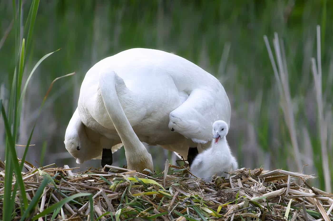 Trumpeter Swan Cygnet