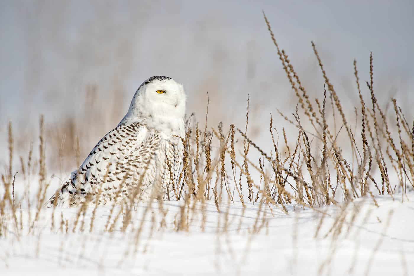 Snowy Owl Field Landscape