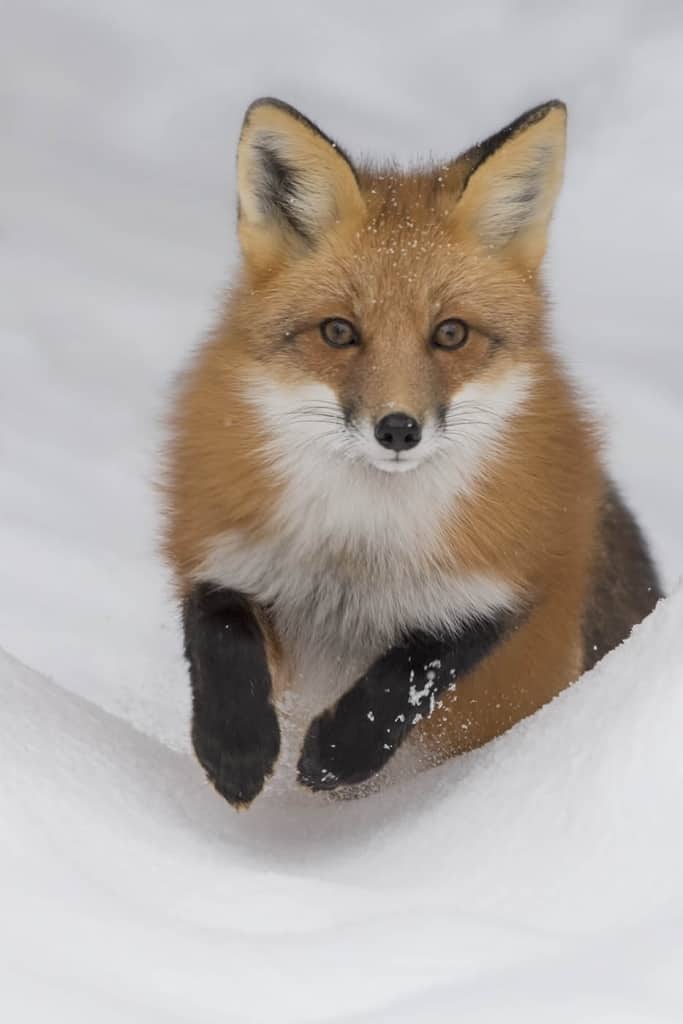 Red Fox Jumping In Snow