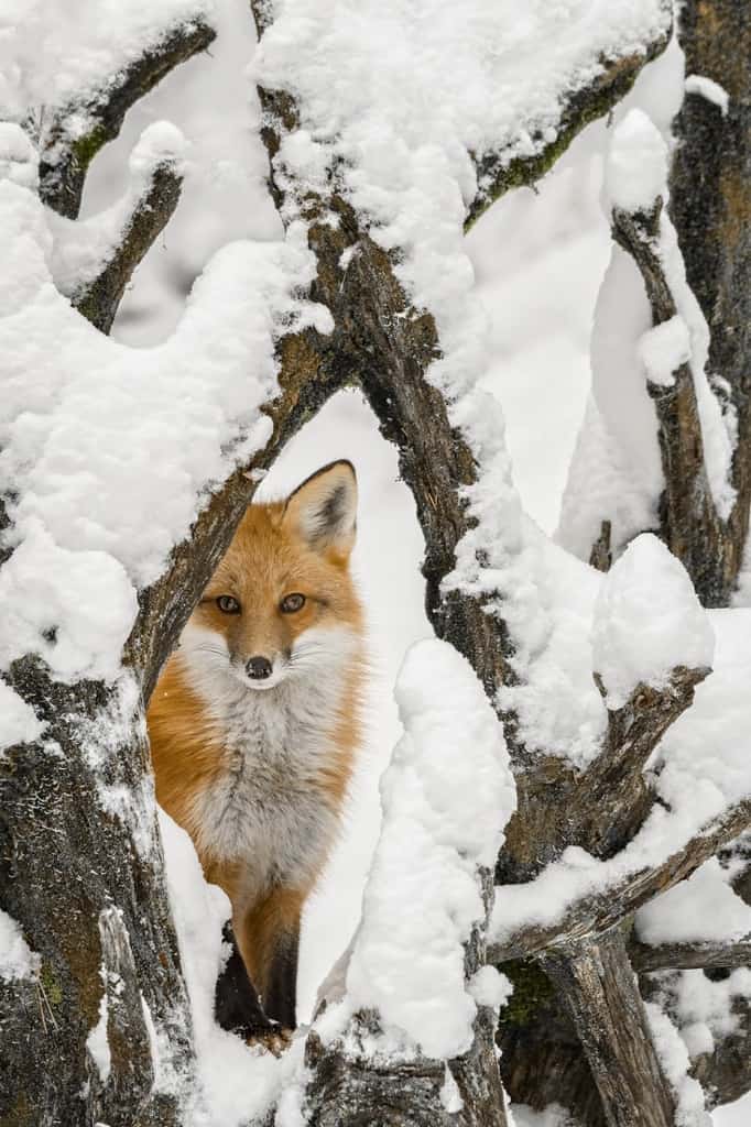 Red Fox in Snowy Root