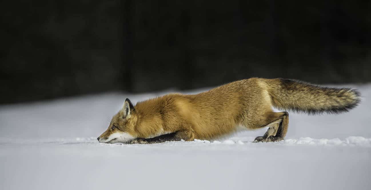 Red Fox Pictures | Red Fox Images and Prints| Page 2 of 2 | Cool Wildlife