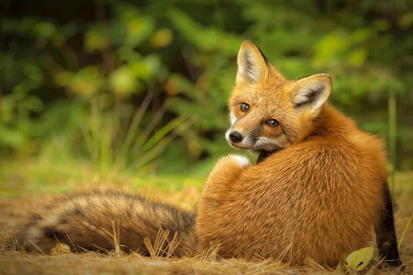 Red Fox Cutie