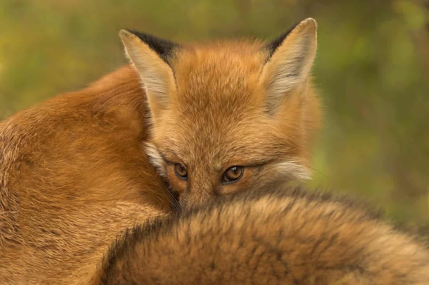 Bashful Red Fox