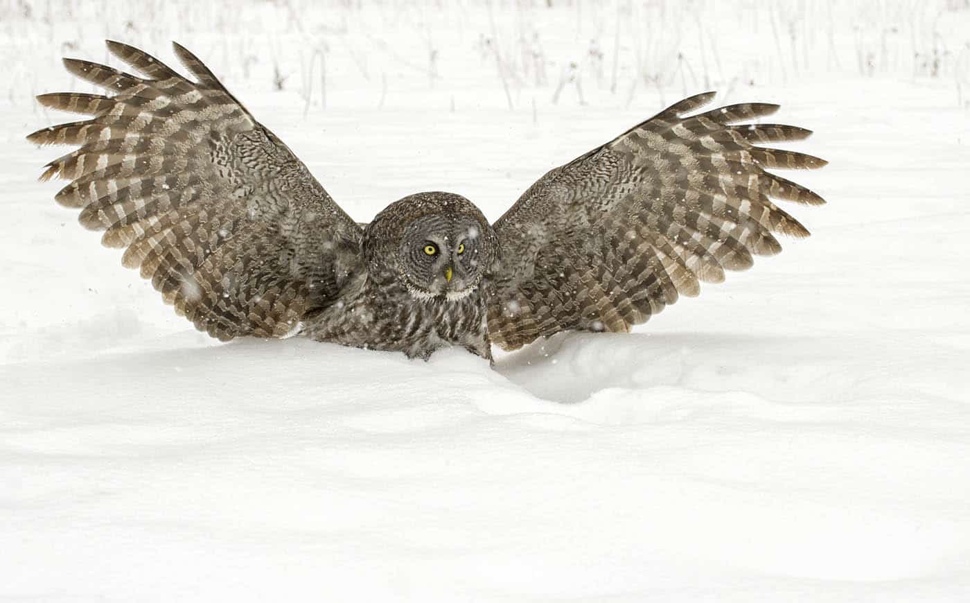 Great Grey in Flight