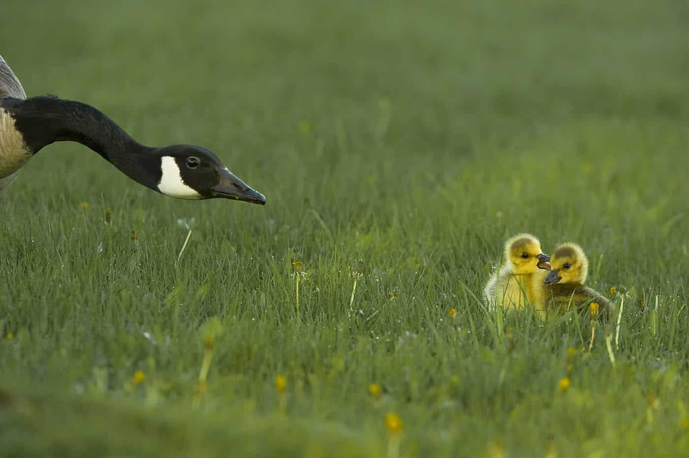 Goose and Goslings