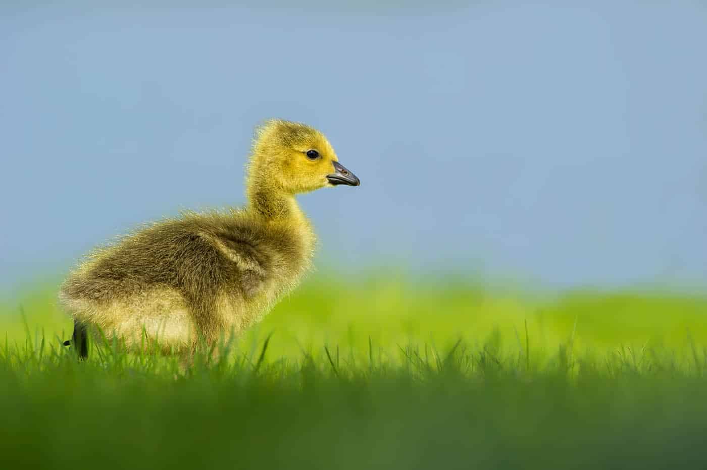 Gosling