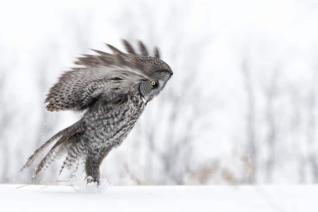 Great Grey Owl Lift Off